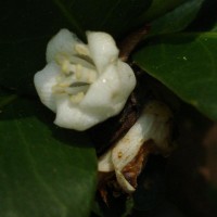 Tritaxis glabella var. glabella Thwaites